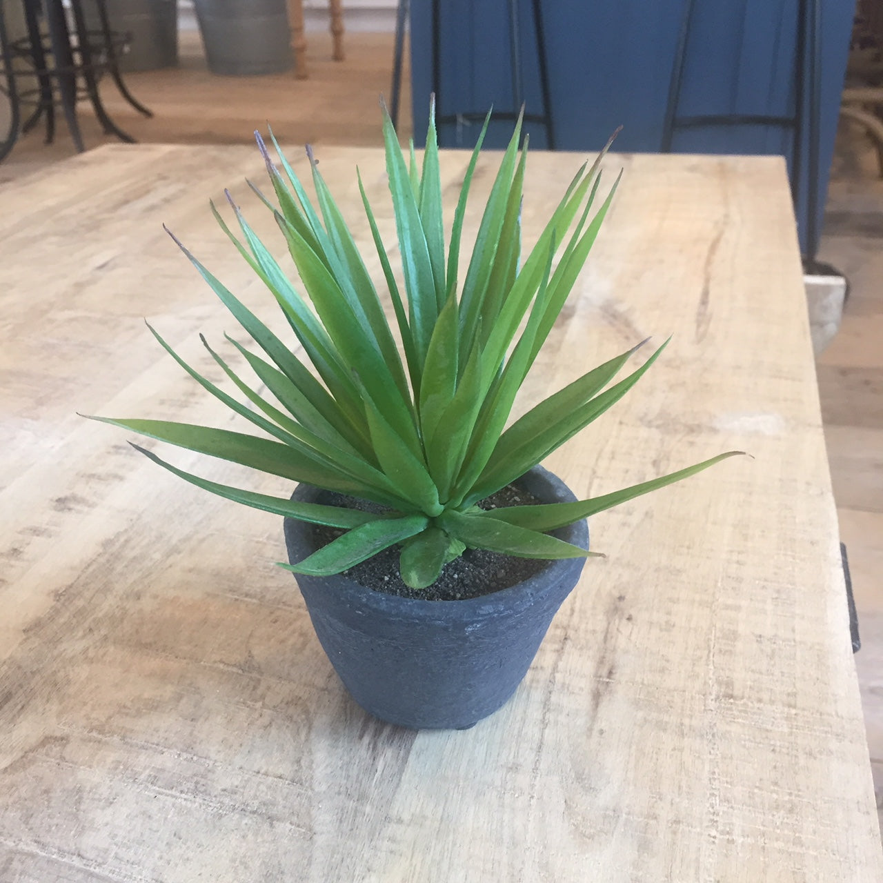 Green Spiked Airplant in Dark Grey Cement Pot