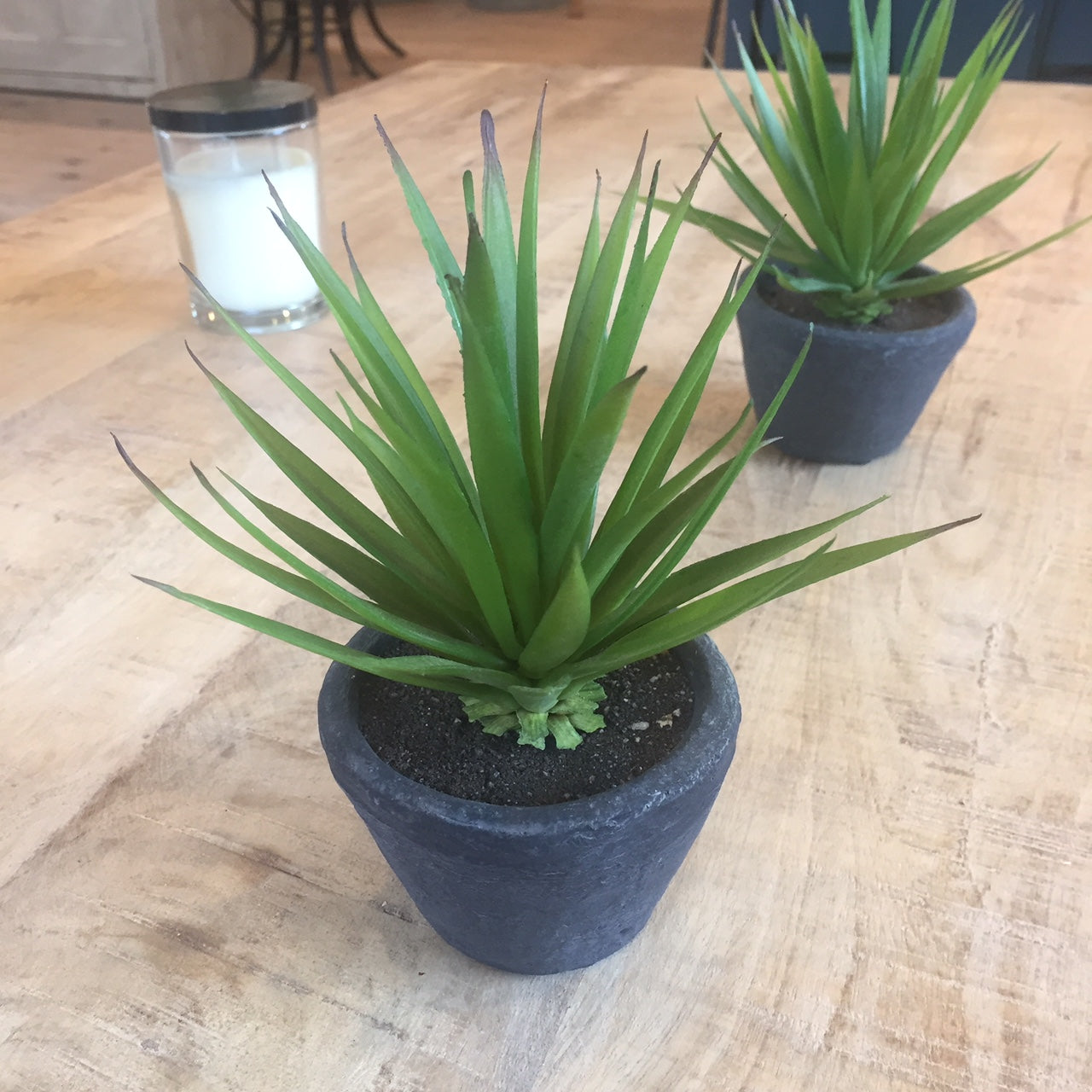 Green Spiked Airplant in Dark Grey Cement Pot